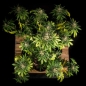 Preview: Cookies Gelato Seeds Auto (Autoflower Indica)